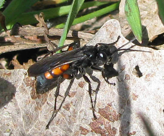 Pompilidae: femmina di Anoplius viaticus